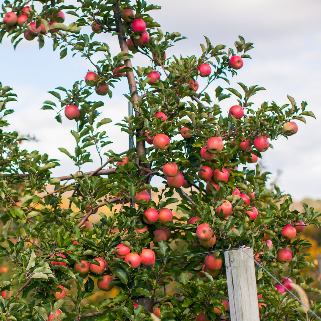 Excursão Colheita da Maçã em Urubici! – Domingo 08 de fevereiro