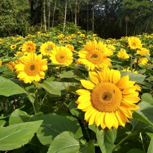 Excursão para a Florada dos Girassóis & Joinville - Domingo dia 27 de julho