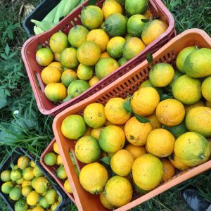 Excursão para Rodeio & Colheita de Tangerina! - Domingo 17 de agosto