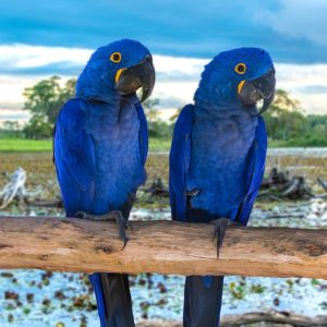 Excursão ao PANTANAL & Bonito - Dias 13 a 22 janeiro de 2026