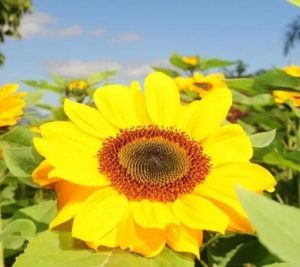 Excursão para a Florada dos Girassóis & Joinville - Domingo dia 12 de julho
