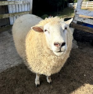 Excursão para Rancho Queimado + Fazendinha! - Sábado 15 de agosto