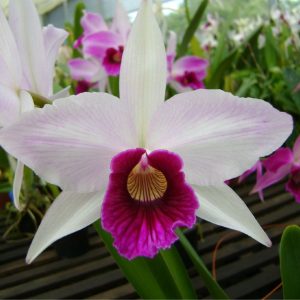 Excursão para a Festa das Flores de Joinville! - FERIADO - Sexta feira 20 de novembro