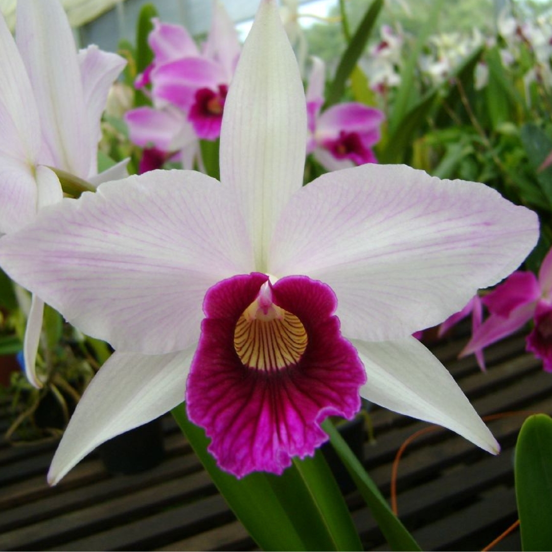 Excursão para a Festa das Flores de Joinville! – FERIADO – Sexta feira 20 de novembro